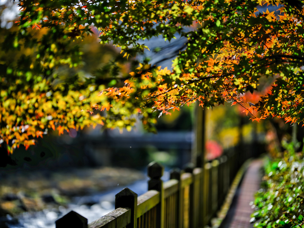 2025-11-02_紅の吊橋-2