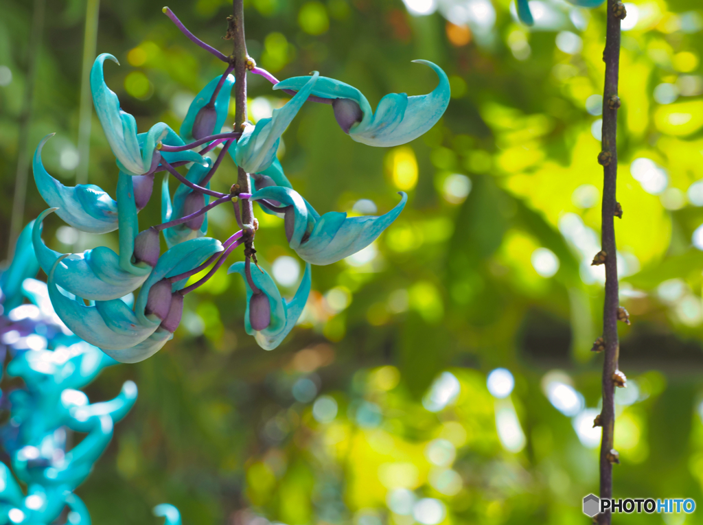 2022-04-23_栃木花センター-1