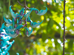 2022-04-23_栃木花センター-1