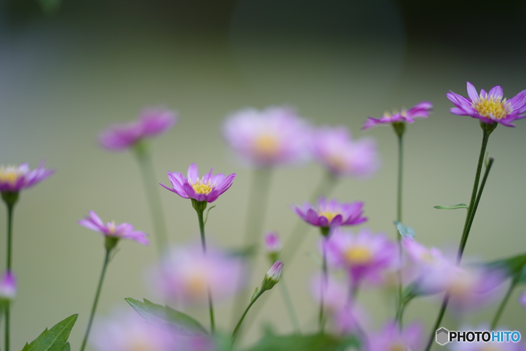 2021-04-28_朝散歩-3