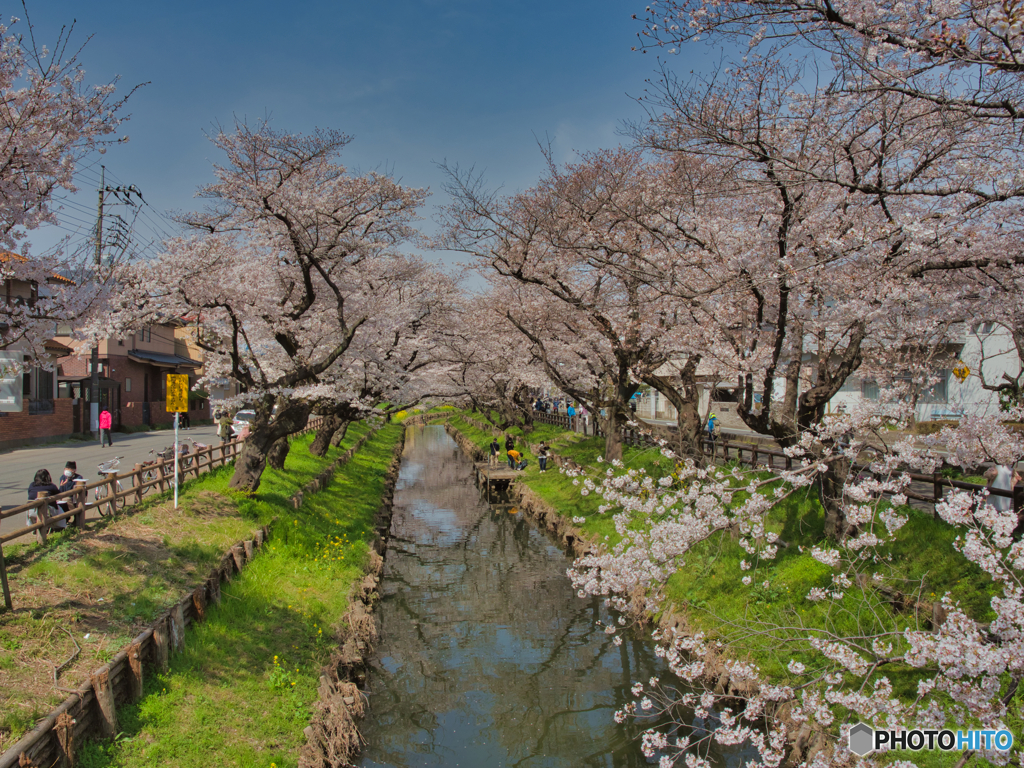 2021-03-27_新河岸川の桜(1)