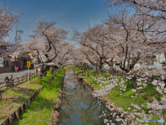 2021-03-27_新河岸川の桜(1)