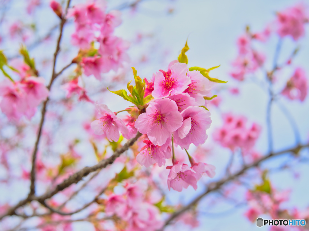 2022-03-19_あしかがフラワーパーク-1