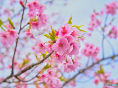 2022-03-19_あしかがフラワーパーク-1