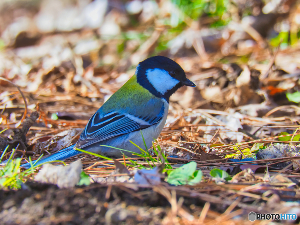 2021-12-18_栃木県 井頭公園-1