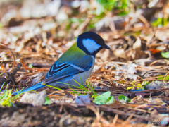 2021-12-18_栃木県 井頭公園-1