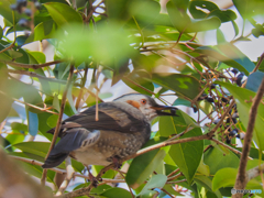 2021-12-18_栃木県 井頭公園-2