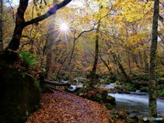 2021-10-29_奥入瀬渓流-10