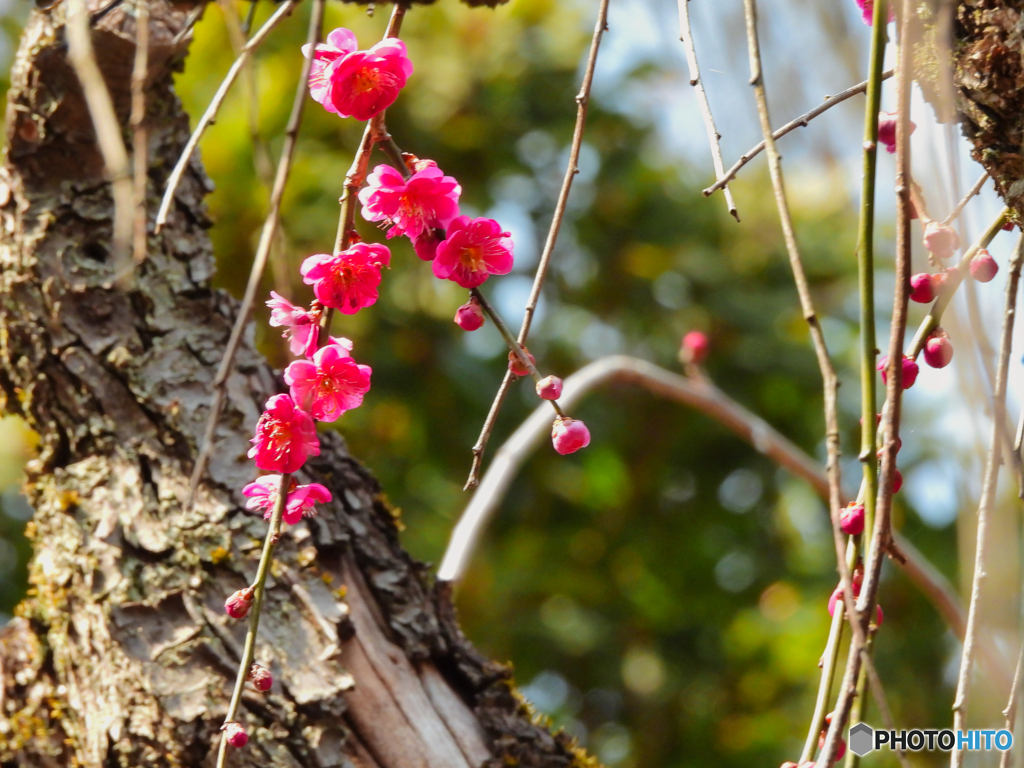 2022-03-05_栃木県中央公園-4