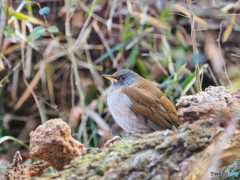 2022-02-11_栃木県 井頭公園-1