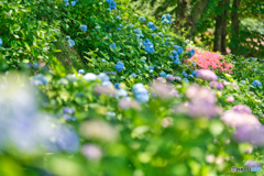 2020-06-20_黒羽城址公園(1)