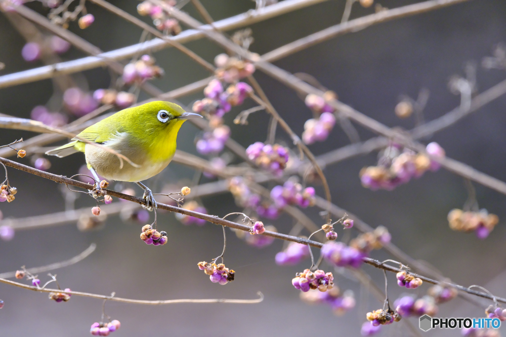 2022-12-24_栃木県 井頭公園-2