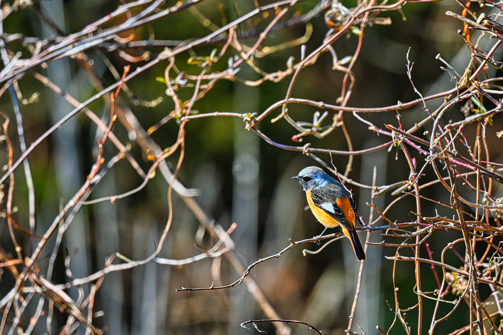 2024-02-04_尚仁沢名水パーク-1