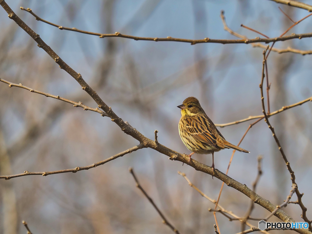 2022-02-12_渡良瀬遊水地-2