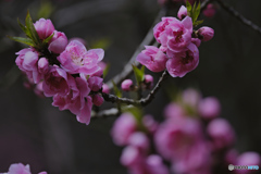 2023-03-21_栃木植物園 大柿花山-3