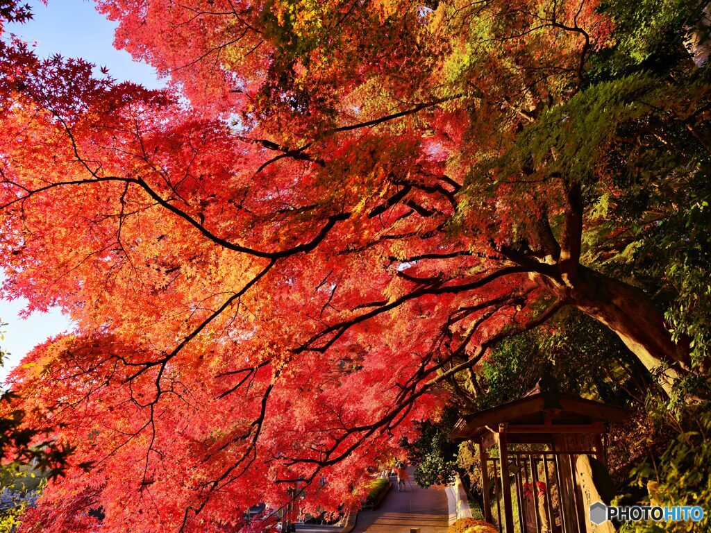 2021-11-06_永源寺 もみじ寺-1