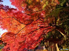 2021-11-06_永源寺 もみじ寺-1
