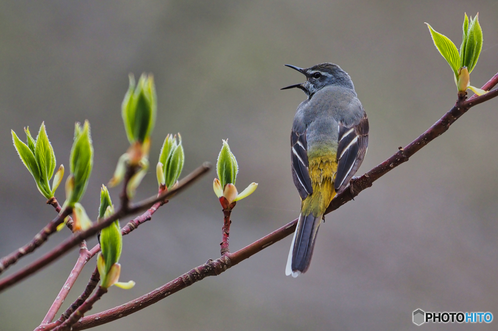 2021-05^01_朝散歩-4