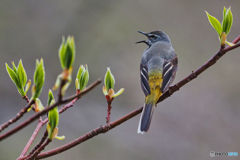 2021-05^01_朝散歩-4