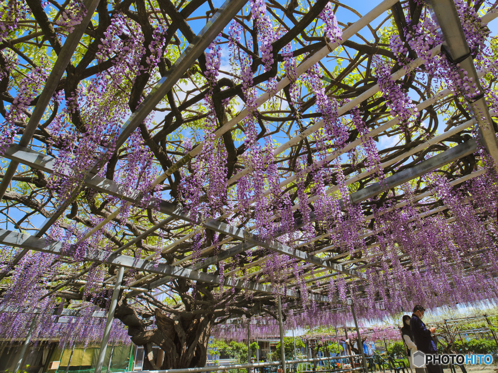 2022-04-30_上籠谷のフジ-2