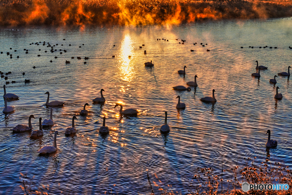 2022-12-25_白鳥飛来地(壬生町 黒川)