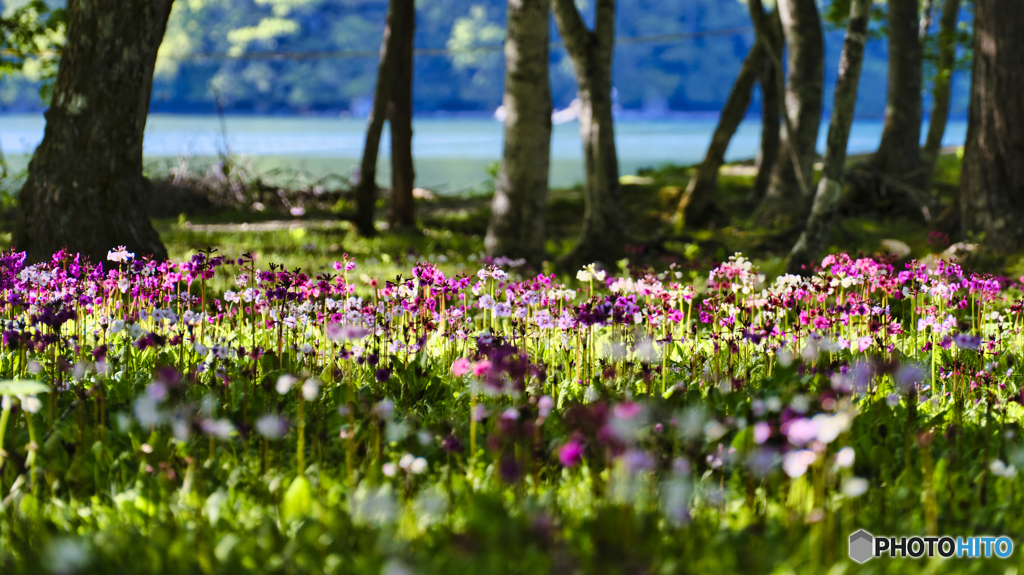 2022-06-04_仙人庵(中禅寺湖)-1