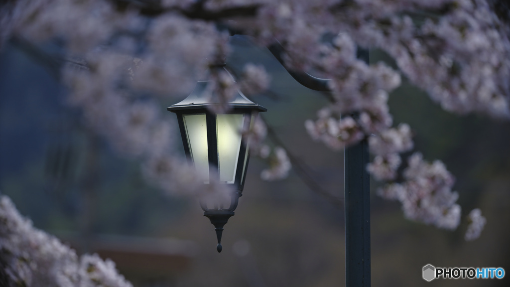 2023-04-08_花の渡良瀬公園
