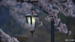 2023-04-08_花の渡良瀬公園
