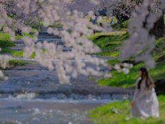 2025-04-27_観音寺川の桜並木-3