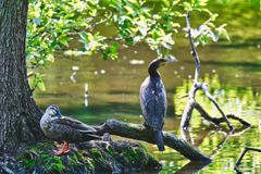 2024-05-25_栃木県井頭公園-1