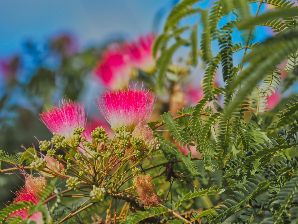2021-08-07_昭和村(国道400号道沿い)