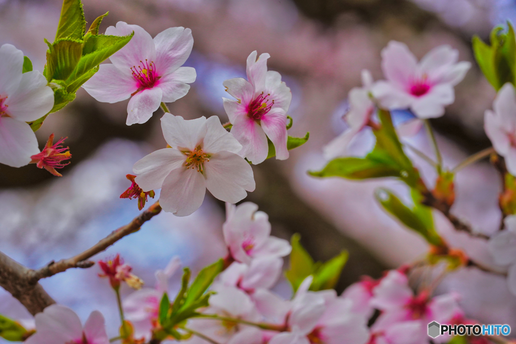 2021-04-02_高遠城址公園(2)