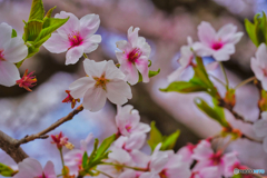 2021-04-02_高遠城址公園(2)