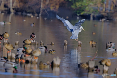 2023-01-01_栃木県 井頭公園-3