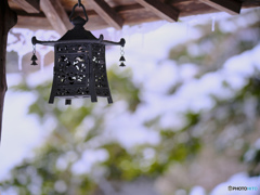2022-02-19_龍頭之茶屋(Velvia)
