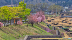 2021-04-02_わに塚のサクラ近くの河川
