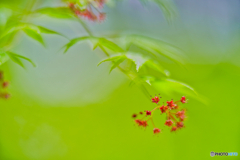 2021-04-17_栃木県中央公園-2