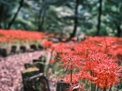 2024-09-28_八木原の里-1