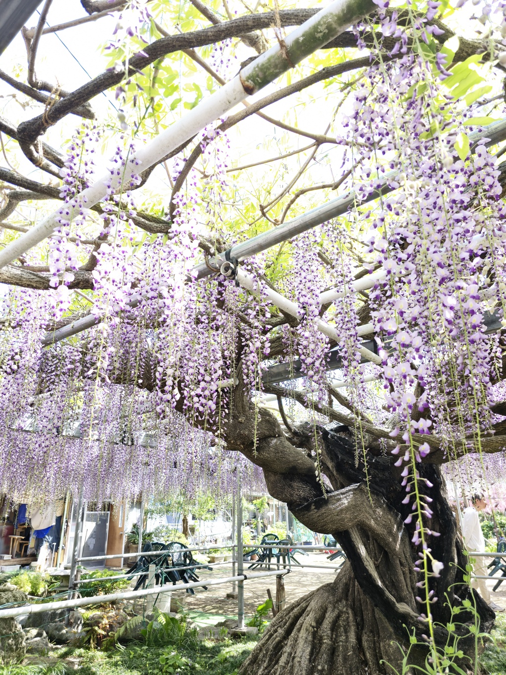 2024-04-28_上籠谷のフジ