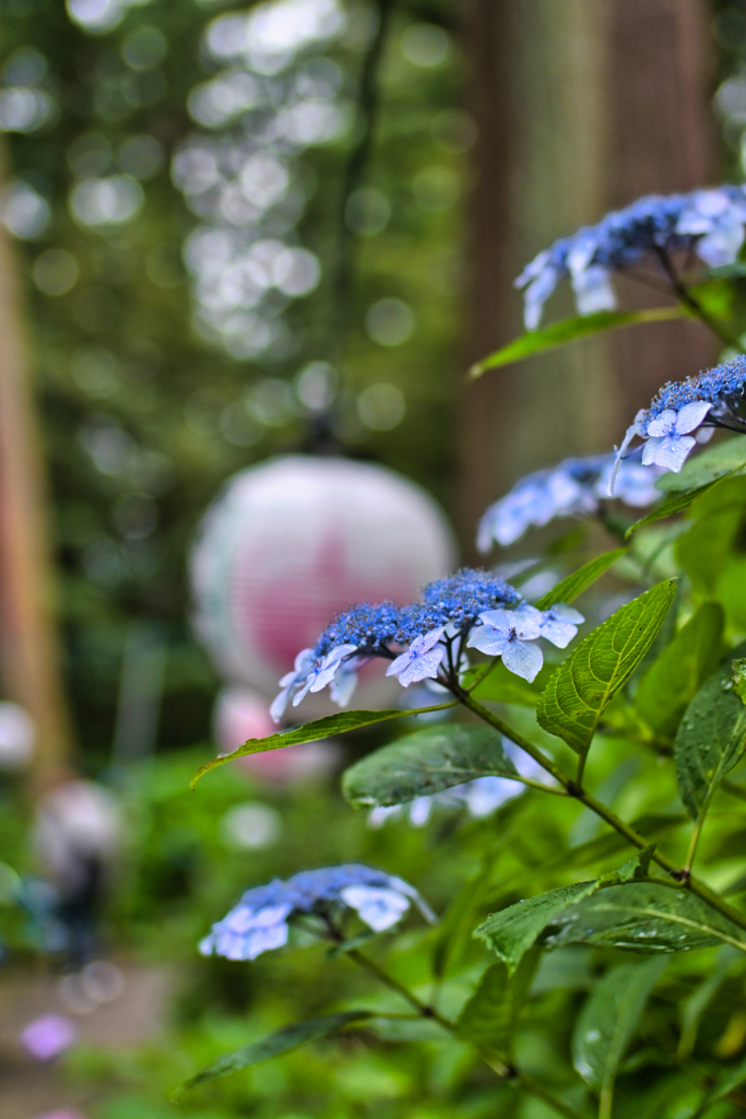 2024-06-16_磯山神社-2