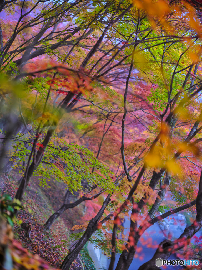 2022-11-12_永源寺 もみじ寺-1