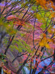 2022-11-12_永源寺 もみじ寺-1