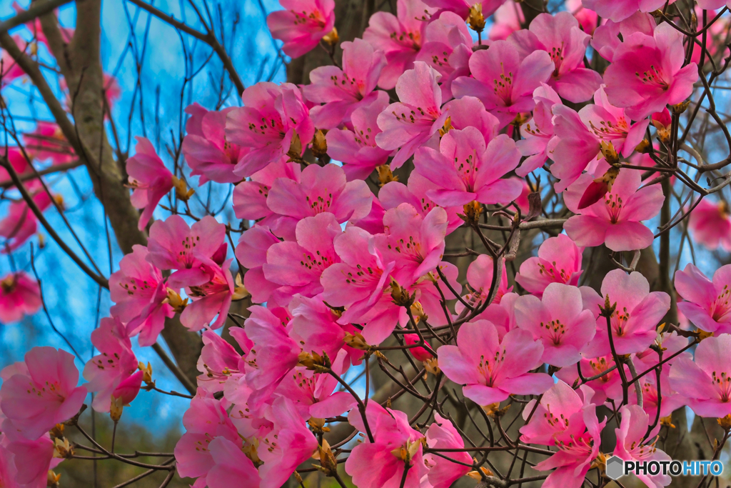 2021-04-03_ツツジ