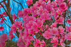 2021-04-03_ツツジ