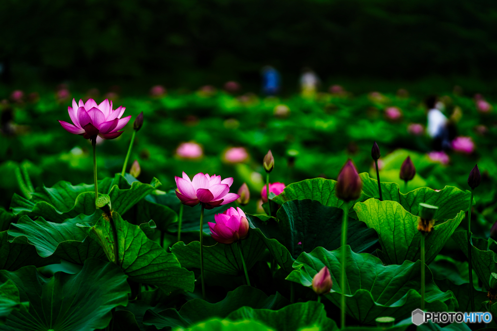 2021-06-27_古代蓮の里-2