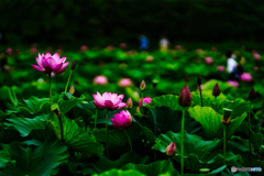 2021-06-27_古代蓮の里-2