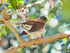 2021-12-28_栃木県 井頭公園-2
