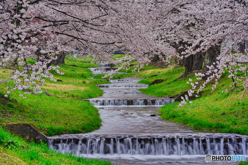 2021-04-17_観音寺川さくら並木-11(福島県)