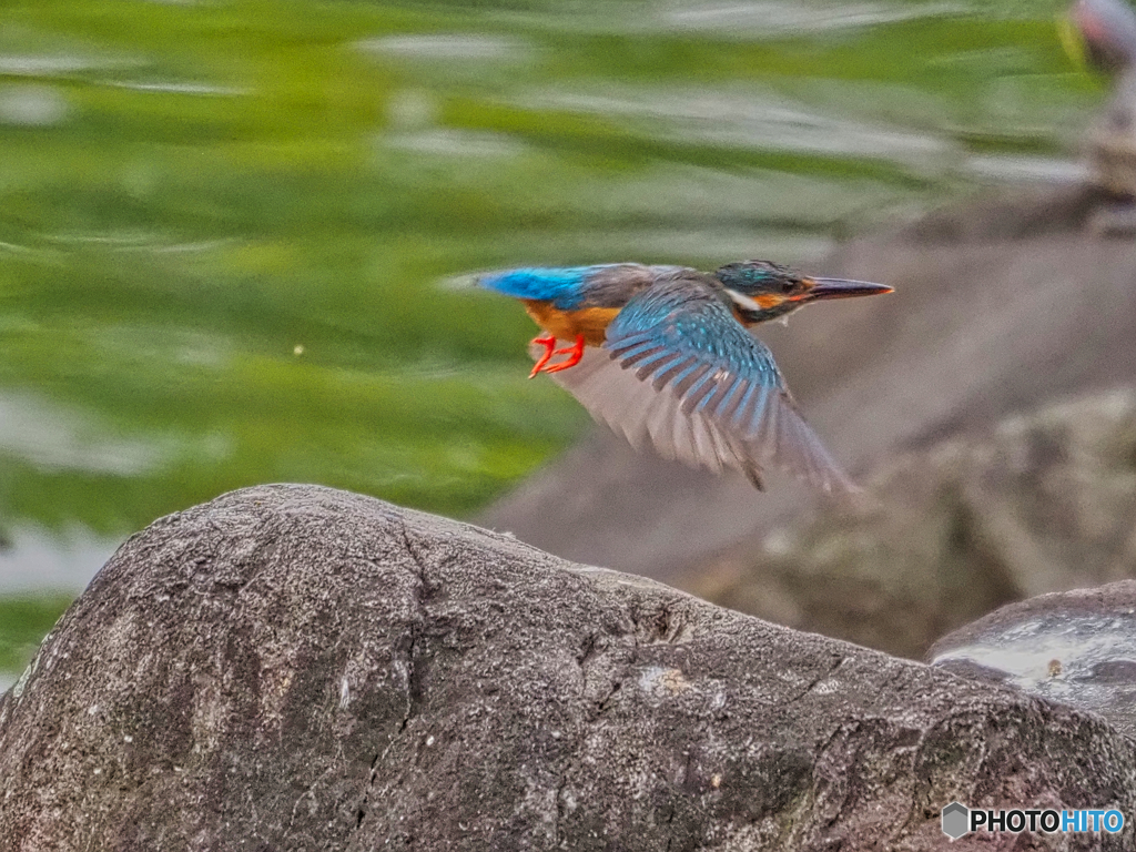 2021-06-13_カワセミ-1