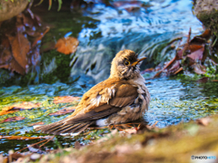 2021-12-29_栃木県 井頭公園-1